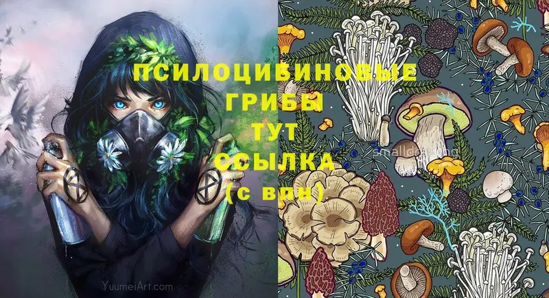 Галлюциногенные грибы Psilocybe  Камышлов 